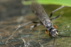 Auplopus mellipes variitarsus