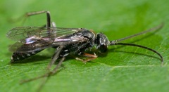 Auplopus mellipes variitarsus