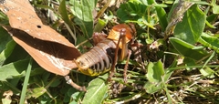 Psorodonotus