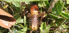 Psorodonotus