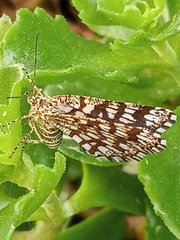 Chiasmia clathrata