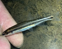 Notropis chalybaeus