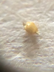 Rhynchospora thornei