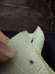 Thecabius populimonilis