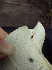 Thecabius populimonilis