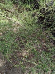 Ceanothus parvifolius