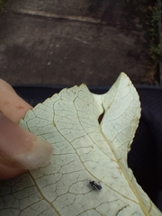 Thecabius populimonilis