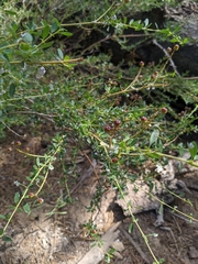 Ceanothus parvifolius
