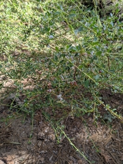 Ceanothus parvifolius