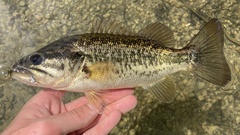 Micropterus cataractae