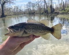 Micropterus cataractae