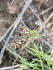 Euphorbia orbiculata