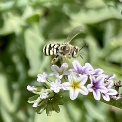 Calliopsis hesperia