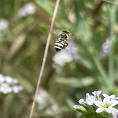Calliopsis hesperia