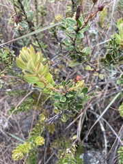 Bejaria mathewsii