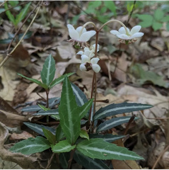 Chimaphila