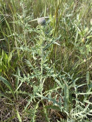 Cirsium flodmanii