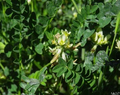 Astragalus hamosus