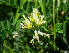Astragalus hamosus