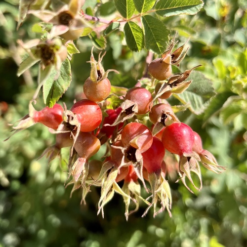 iNaturalist observation photo of California Wild Rose