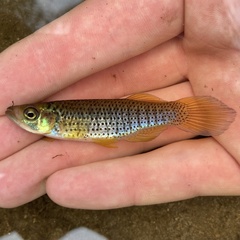 Fundulus escambiae