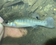 Fundulus confluentus