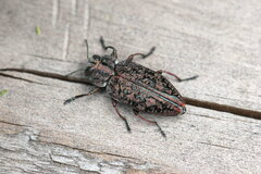 Chrysobothris scabripennis