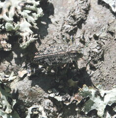 Chrysobothris scabripennis