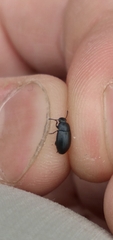 Blapstinus discolor