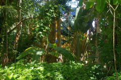 Ravenala madagascariensis