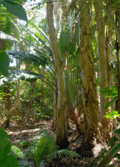 Ravenala madagascariensis