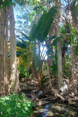 Ravenala madagascariensis