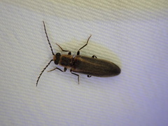 Denticollis denticornis