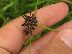 Cyperus niger