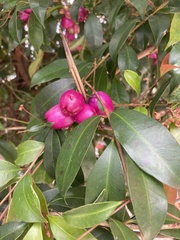 Syzygium paniculatum