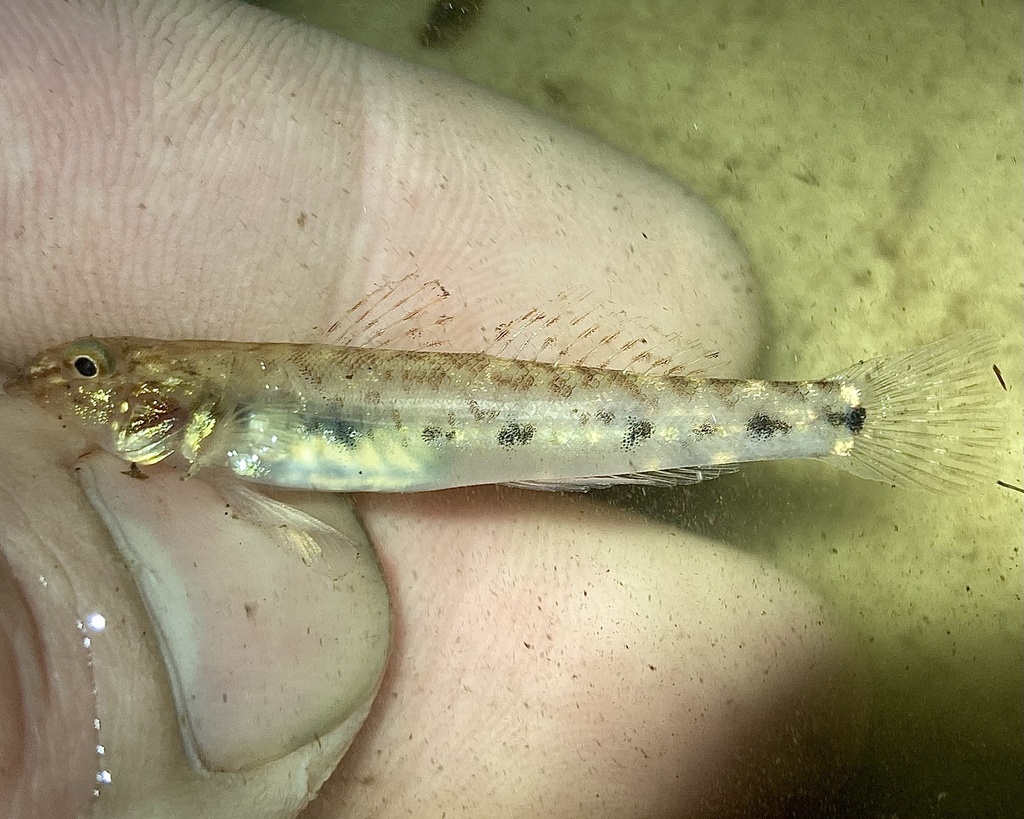 River goby (Awaous banana) — Gobiidae