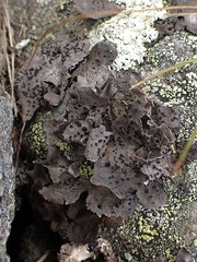 Umbilicaria proboscidea