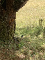 Catamenia analis