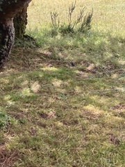 Catamenia analis