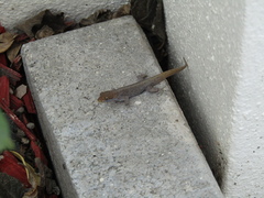 Gonatodes albogularis notatus