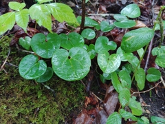 Asarum europaeum
