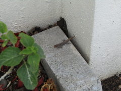 Gonatodes albogularis notatus