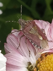 Dolycoris baccarum