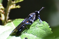 Mydas chrysostomus