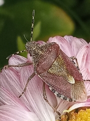 Dolycoris baccarum