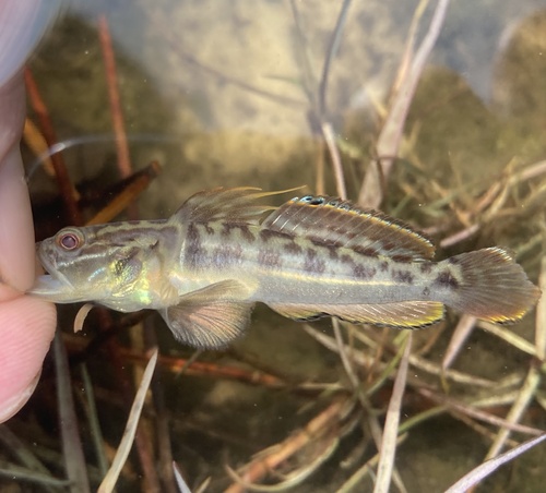 Clown goby (Microgobius gulosus) — Gobiidae