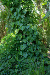 Philodendron lacerum