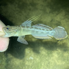 Microgobius gulosus
