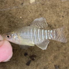 Fundulus xenicus