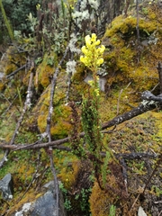 Calceolariaceae